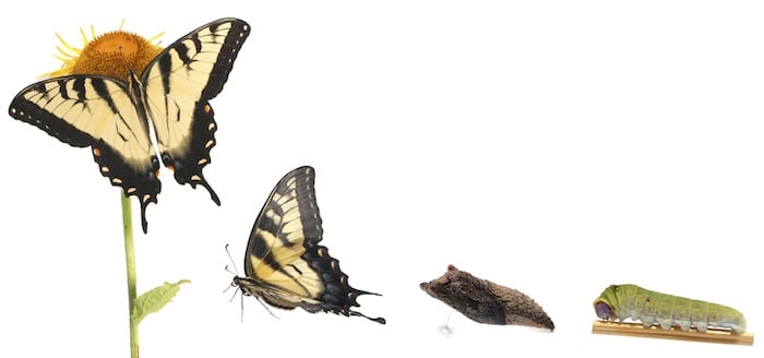 4 Reasons Why Lifecycle Stages Matter for Inbound Marketing