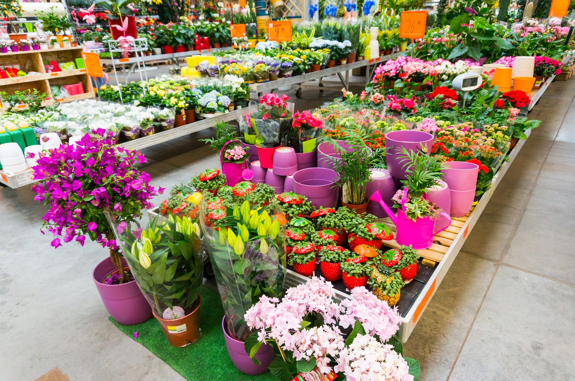 flower garden