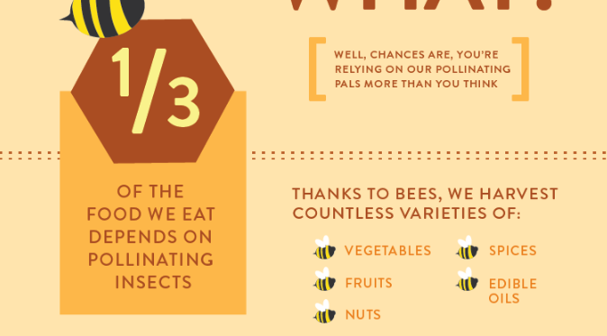 Bees infographic