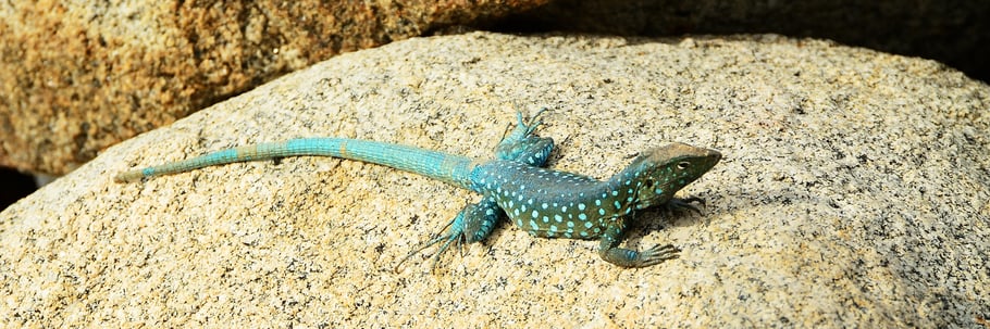 lizard-with-long-tail.jpg