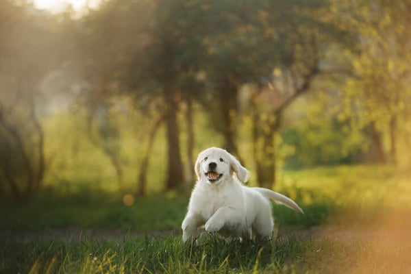 happy-puppy-running