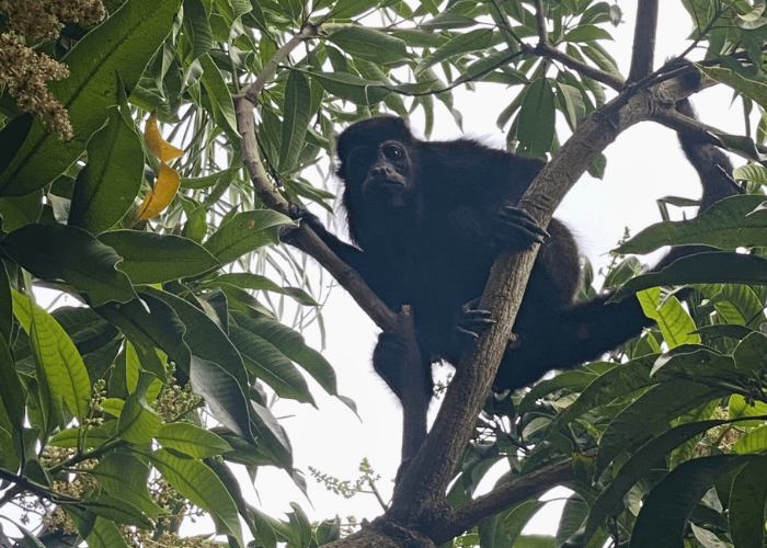 black wild monkey in a tree in Costa Rica