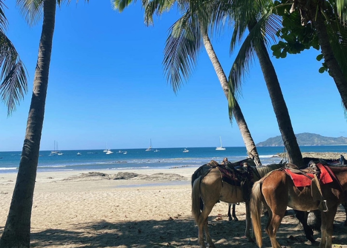 horses on the beach in Costa Rica