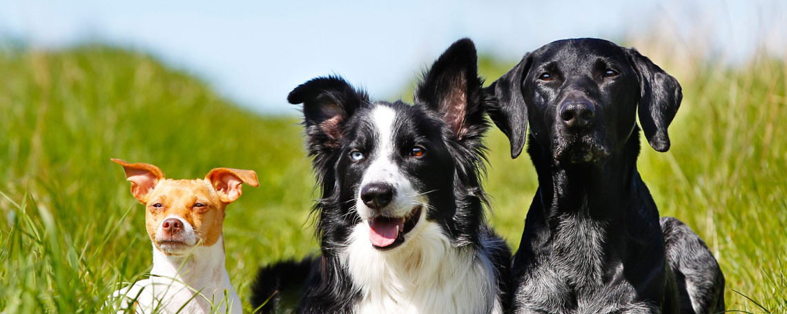 3_dogs_in_a_field