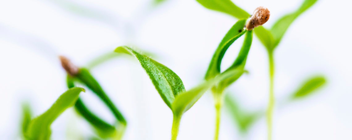 Sprouts_grow_from_seedlings