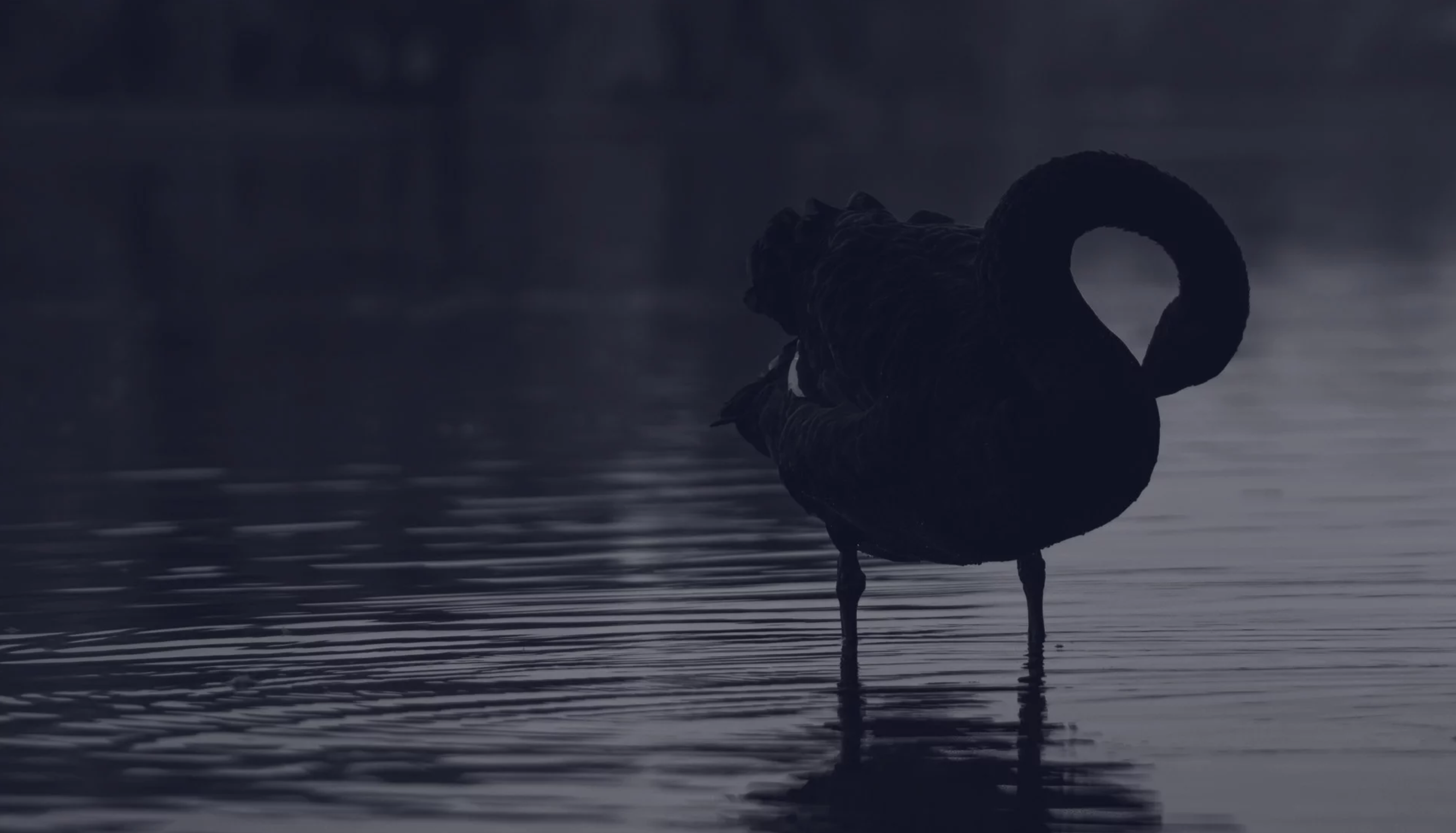 Black swan wading in body of water