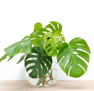 Monstera plant